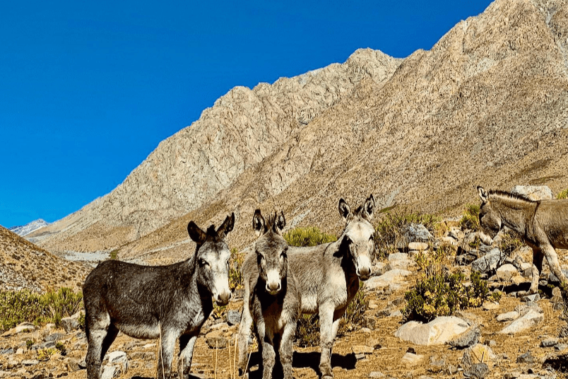 animales redimensionado paisaje