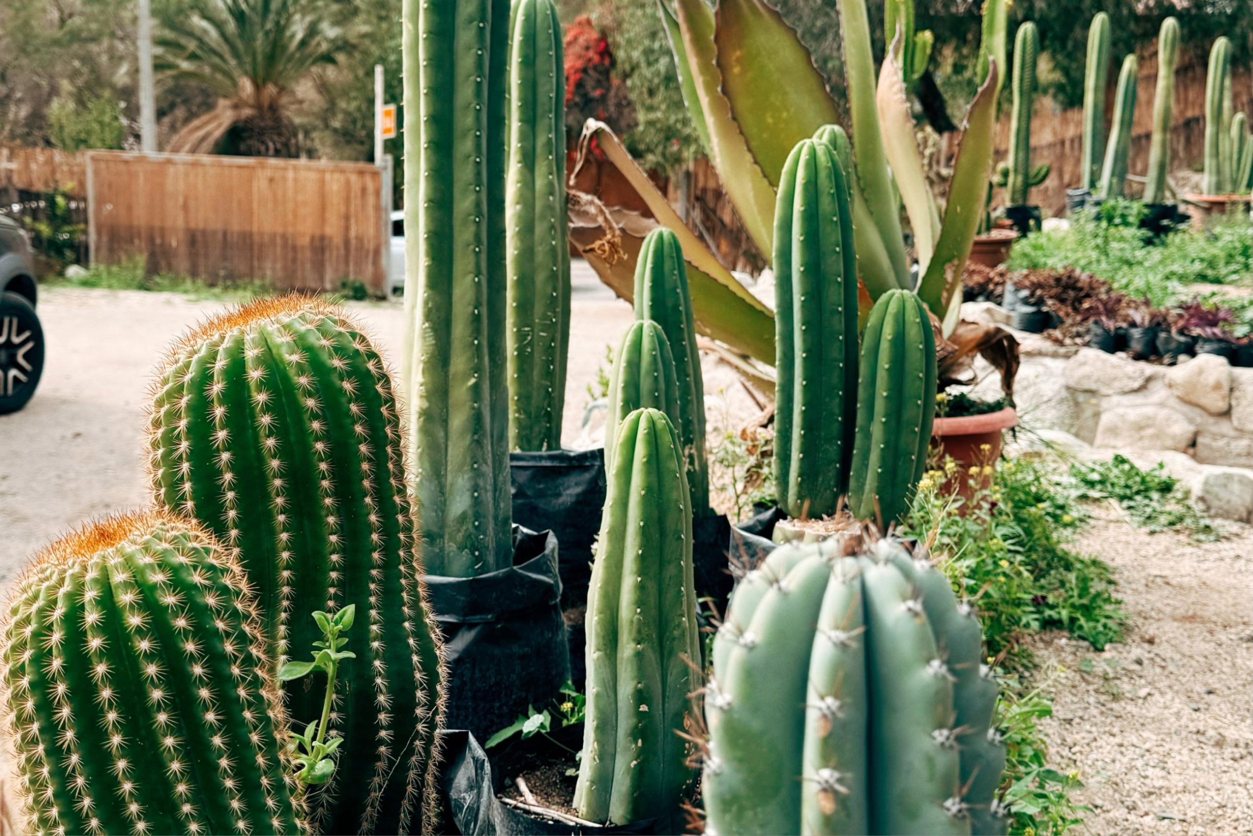 cactus redimensionado paisaje