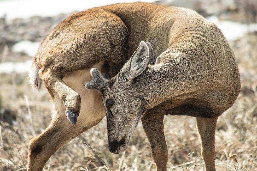 huemul redimensionado